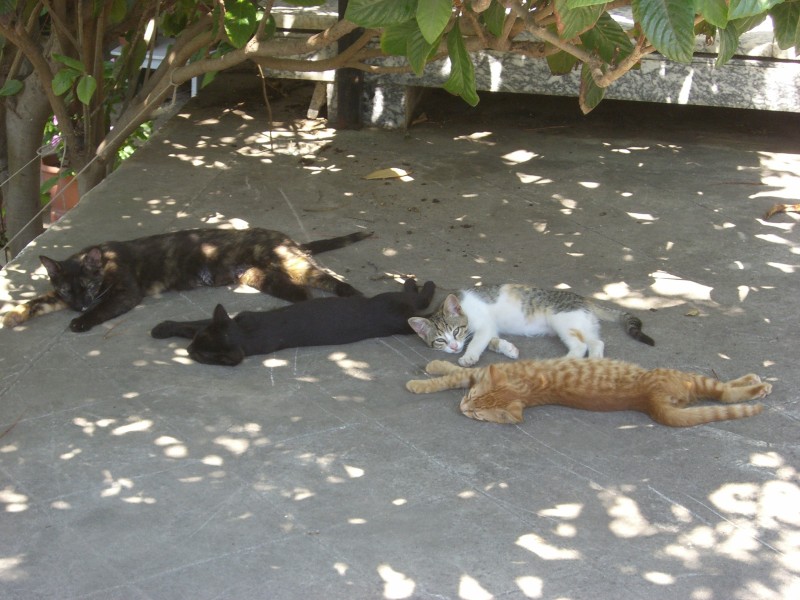 CIMG8418 gatti di Chania